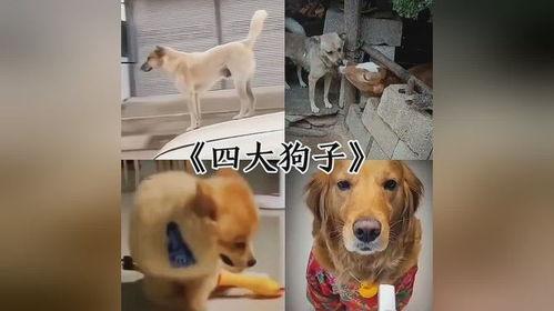 早期狗子爆料视频播放  第3张